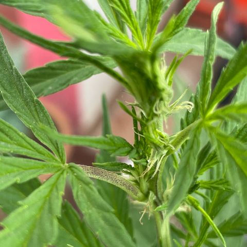 Orange juice(??? growlog timeline photo