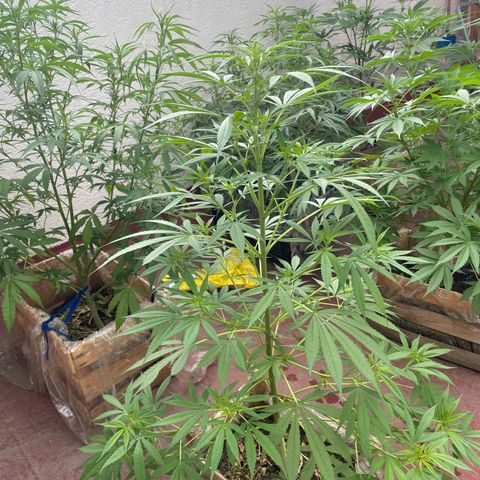 Lemon cake 7 growlog timeline photo