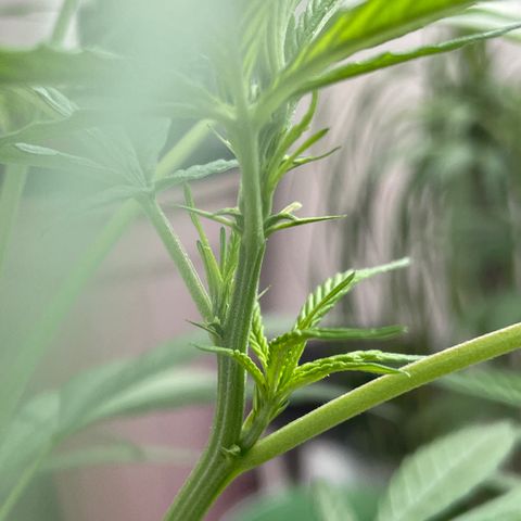 Lemon cake 7 growlog timeline photo