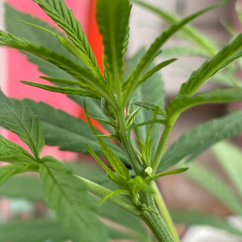 Lemon cake 7 growlog timeline photo