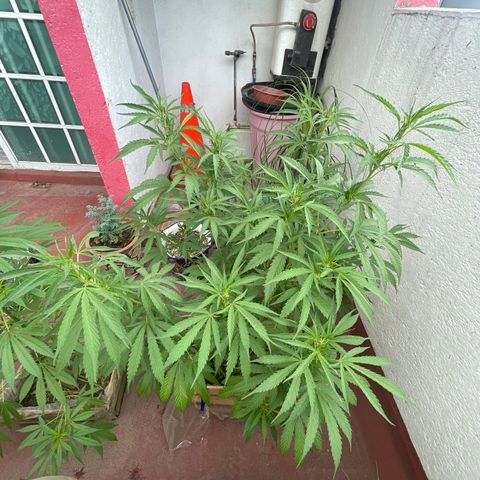 Orange juice(??? growlog timeline photo