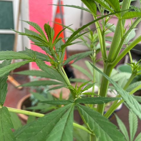 Lemon cake 7 growlog timeline photo