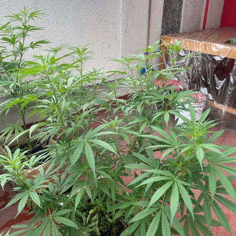 Lemon cake 3 growlog timeline photo