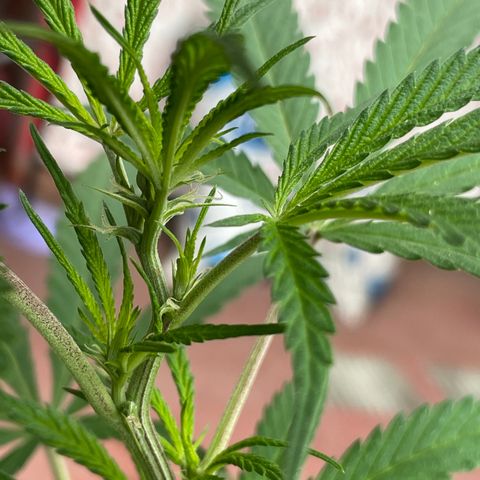 Lemon cake 3 growlog timeline photo