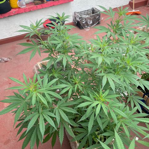 Lemon cake 3 growlog timeline photo