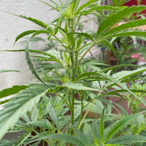 Lemon cake 4 growlog timeline photo