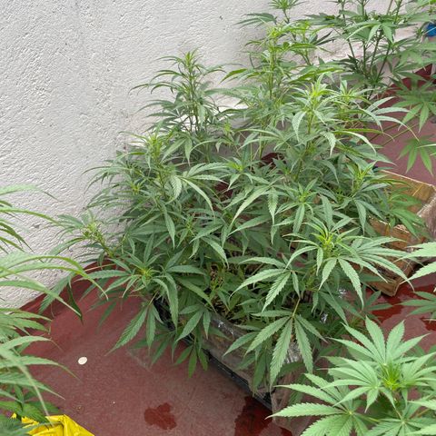 Lemon cake 4 growlog timeline photo