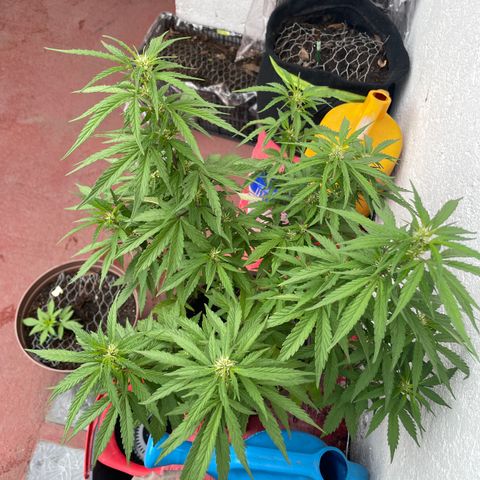 Lemon cake 5 growlog timeline photo