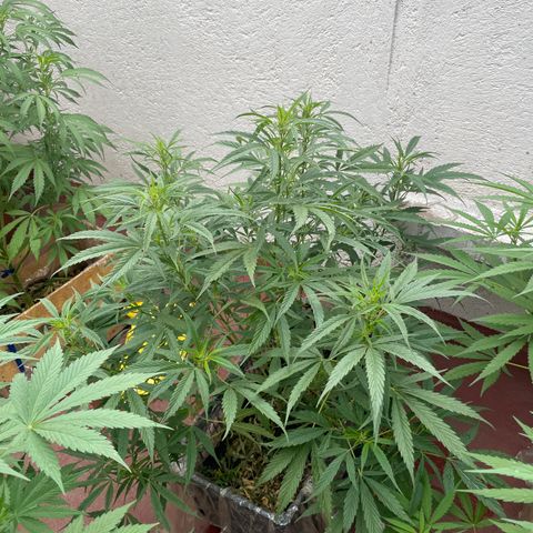 Lemon cake 4 growlog timeline photo