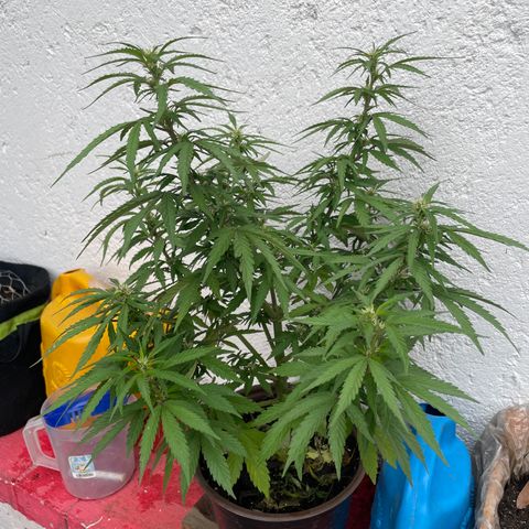 Lemon cake 5 growlog timeline photo