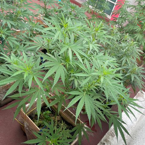 Lemon cake 6 growlog timeline photo