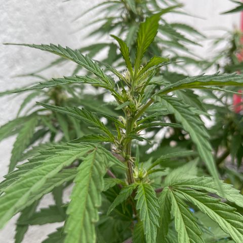 Lemon cake 5 growlog timeline photo