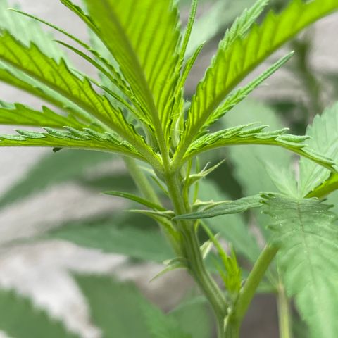Lemon cake 6 growlog timeline photo