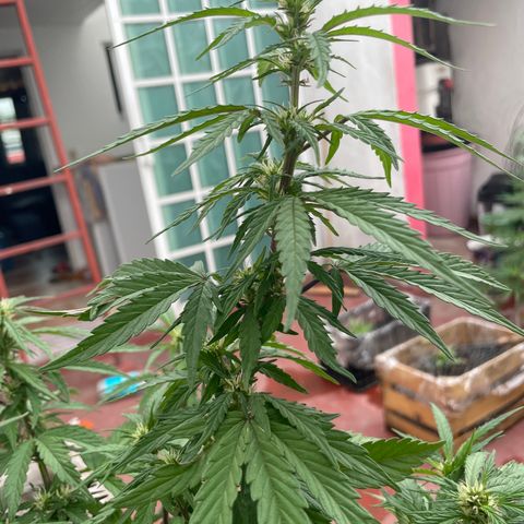 Lemon cake 5 growlog timeline photo