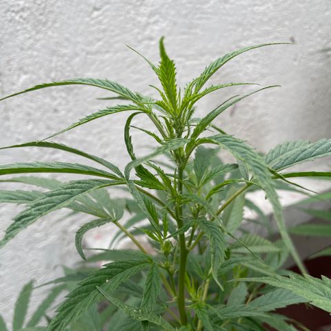 Lemon cake 4 growlog timeline photo