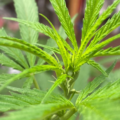 Lemon cake 6 growlog timeline photo
