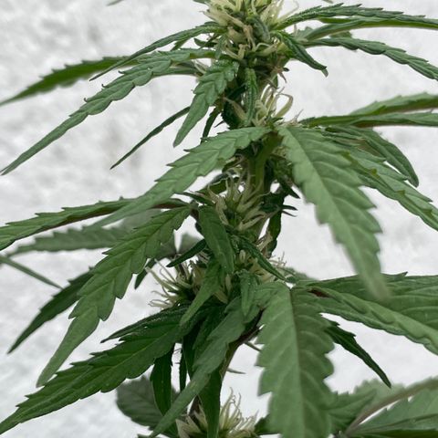Lemon cake 5 growlog timeline photo