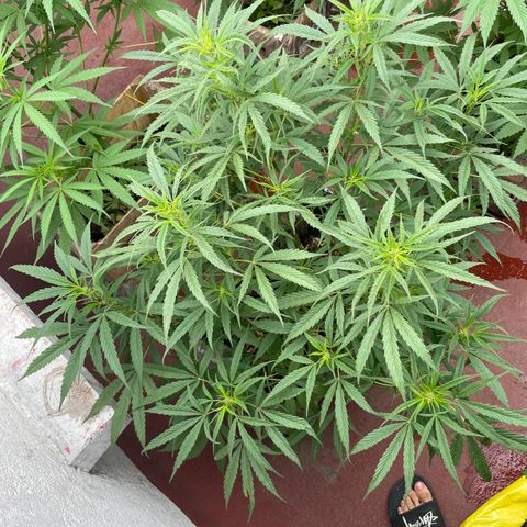 Lemon cake 4 growlog timeline photo