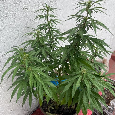 Lemon cake 5 growlog timeline photo