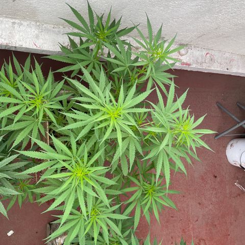 Lemon cake 6 growlog timeline photo