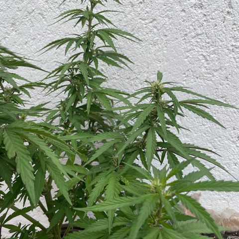 Lemon cake 5 growlog timeline photo