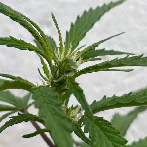 Lemon cake 5 growlog timeline photo