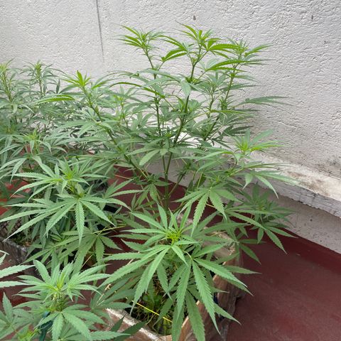 Lemon cake 6 growlog timeline photo