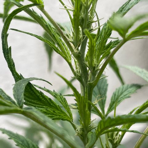 Lemon cake 4 growlog timeline photo