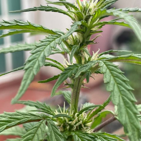 Lemon cake 5 growlog timeline photo
