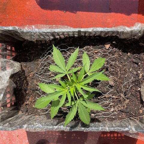 Tangie 2 growlog timeline photo