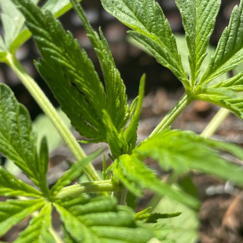 Tangie 2 growlog timeline photo