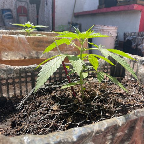 Tangie 2 growlog timeline photo