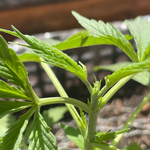 Tangie 2 growlog timeline photo