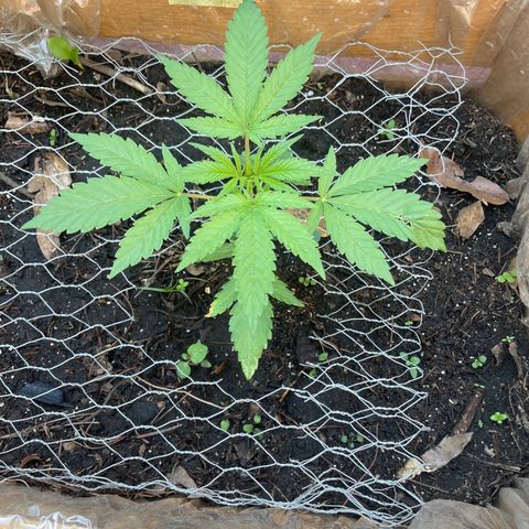 King cake  growlog timeline photo