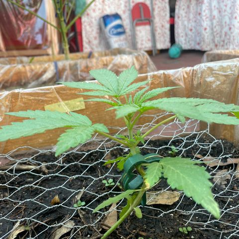 King cake  growlog timeline photo