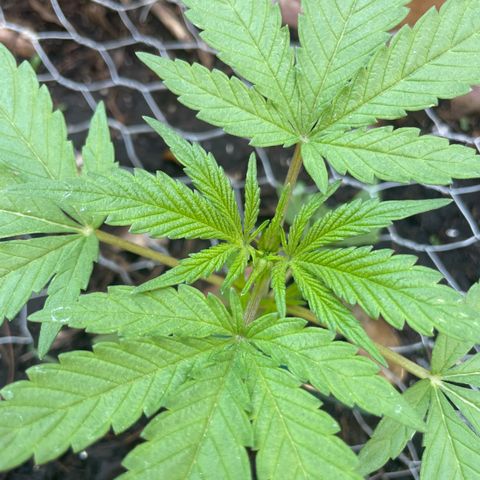 King cake  growlog timeline photo