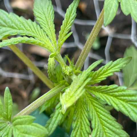 King cake  growlog timeline photo