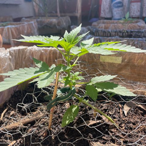 Orange juice  growlog timeline photo