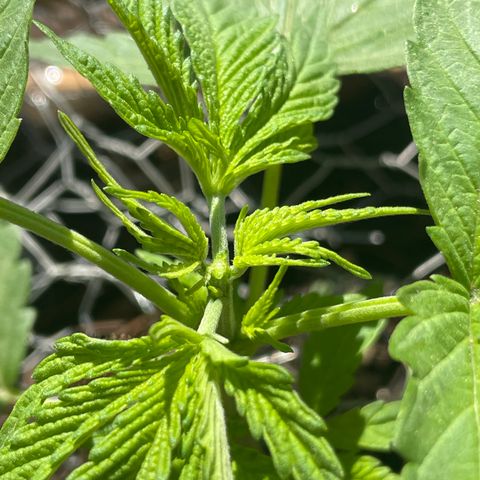 Orange juice  growlog timeline photo
