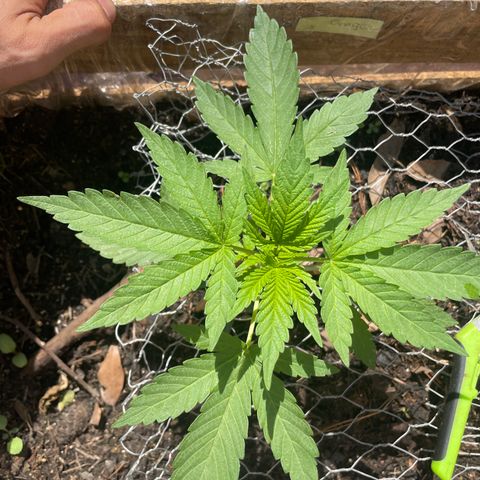 Orange juice  growlog timeline photo