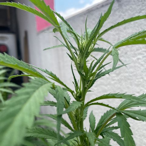 Orange juice(??? growlog timeline photo