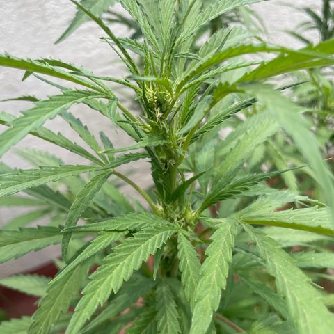 Orange juice(??? growlog timeline photo