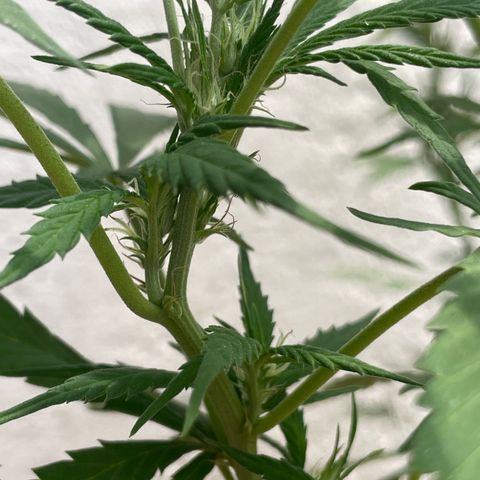 Orange juice(??? growlog timeline photo