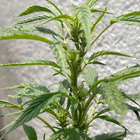 Lemon cake 4 growlog timeline photo