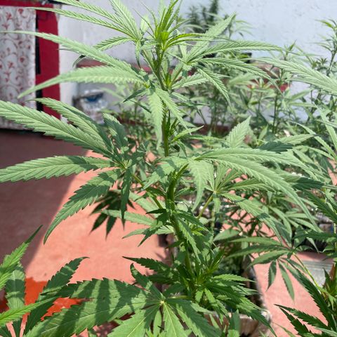 Lemon cake 6 growlog timeline photo