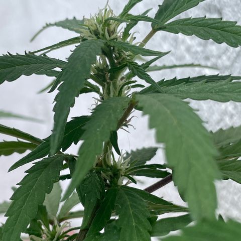 Lemon cake 5 growlog timeline photo