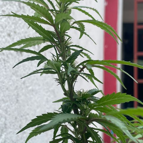 Lemon cake 5 growlog timeline photo