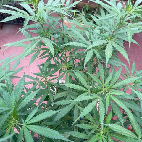 Lemon cake 3 growlog timeline photo