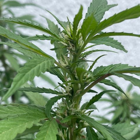 Lemon cake 5 growlog timeline photo