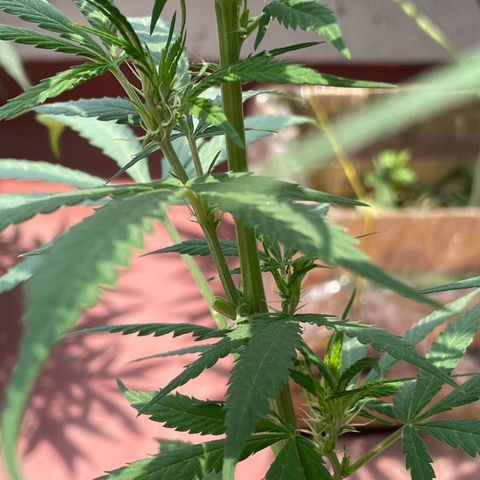 Lemon cake 3 growlog timeline photo